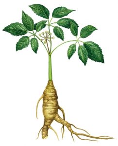 ginseng3